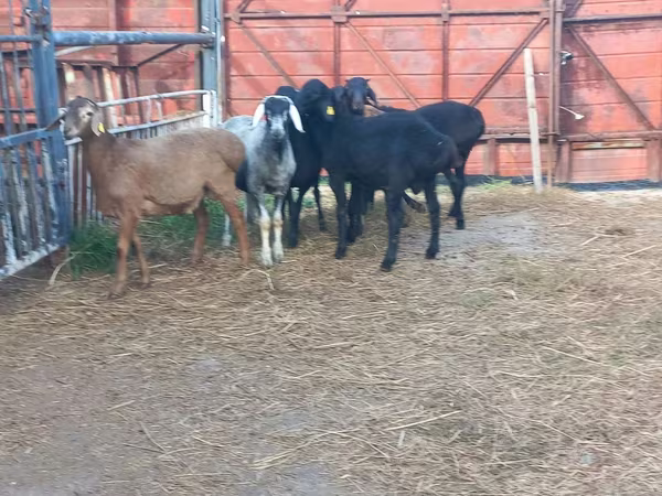 Qoç, Hissar sheep