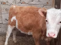 Bulle, Simmental cattle — Foto 1