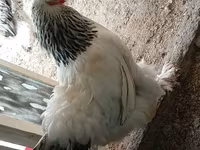 Brahma — photo 1