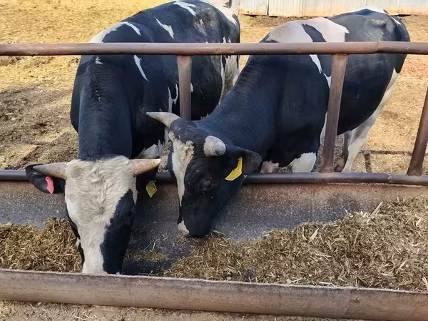 公牛, Holstein breed