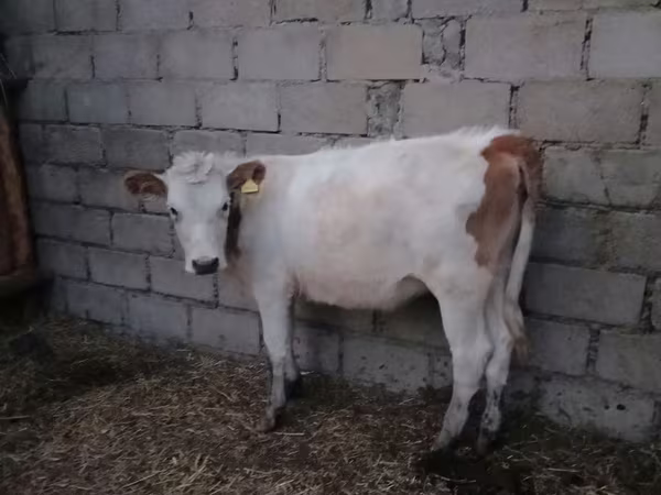Rinder (Partie, Geschlecht nicht angegeben), Swiss cattle — Kasachstan