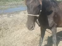 Mare, Azerbaijan horse — photo 5
