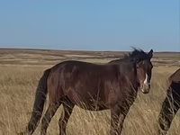 Stute, Kazakh horse — Foto 3
