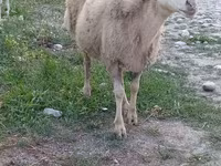 公羊, Sheep — 照片 4