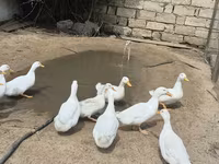 ईस्ट इंडी — फ़ोटो 8