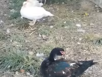 مسكوفي منزلي — الصورة 3