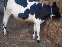 Bulle, Russian Black pied cattle — Foto 5