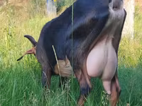 Ешкі, Nubian Goat — 1-сурет