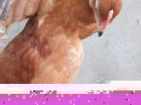 Chickens — foto 1