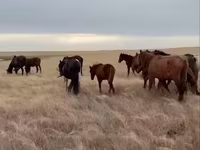 Mare, Horse breed — photo 4