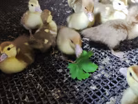 Ducks — फ़ोटो 6