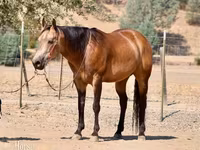 حصان, Quarter Horse — الصورة 2