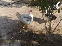 pato criollo doméstico — foto 6