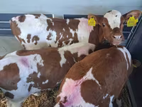 Bull, Simmental cattle — photo 1