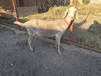 Ziege, Nubian Goat — Foto 4