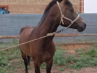 Caballo, Kazakh horse — foto 3