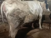 Kuh, Simmental cattle — Foto 3