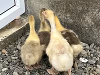 Geese — photo 1