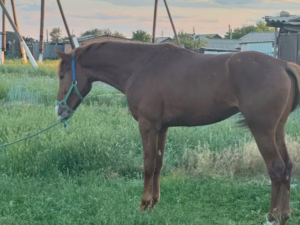 Horse (M), Arabian horse