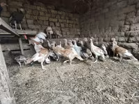 Turkeys — फ़ोटो 2