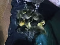 Ducks — 1-сурет