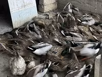 Ducks — Foto 8