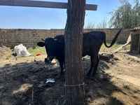 Vaca, Ganado vacuno — foto 4