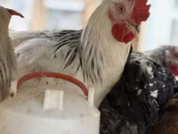Chickens — foto 8
