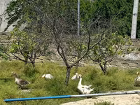 Geese — Foto 1