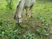 Caballo, Caballos — foto 1