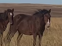 Stute, Kazakh horse — Foto 2