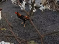 Chickens — الصورة 1