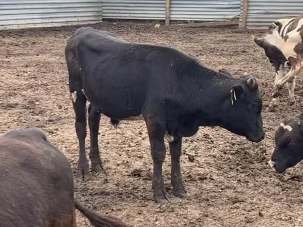 सांड, Swiss cattle