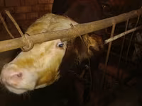 Bovinos (lote, sexo no especificado), Ganado vacuno — foto 1