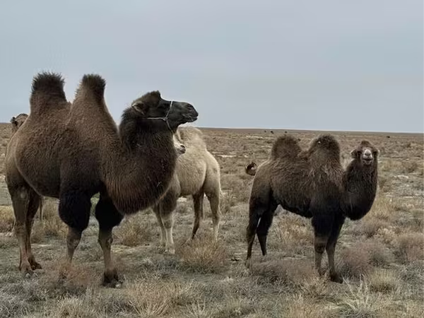 إبل (دفعة، الجنس غير محدد), Kazakh Bactrian camel