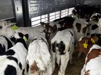 सांड, Simmental cattle — फ़ोटो 3