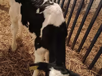 Buqa, Russian Black pied cattle — 2-rasm