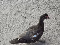 pato criollo doméstico — foto 1