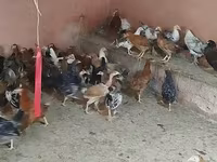 Chickens — Foto 7