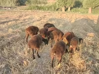 母羊, Sheep — 照片 3