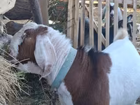 Ziegenbock, Nubian Goat — Foto 4