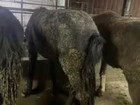 公马, Yakutian horse — 照片 2