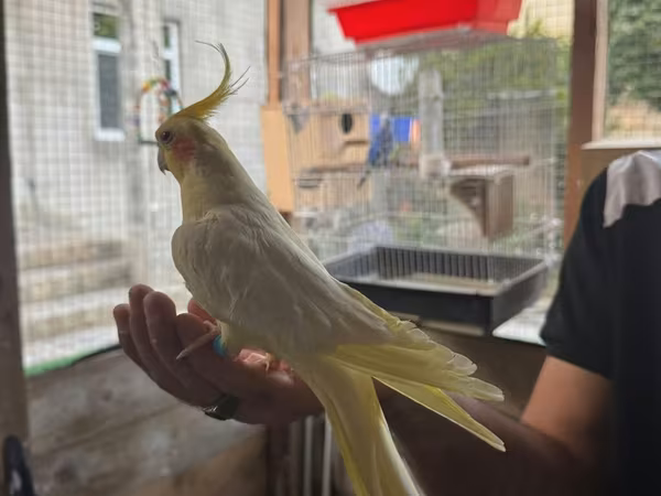 Karella korella tutuquşu papuqay hazir Quşlar tək tək 50 - 60 Azn
