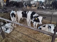 Bulle, Holstein-Rasse — Foto 5