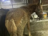 公马, Yakutian horse — 照片 3