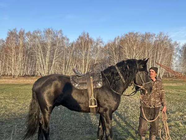 حصان, Kustanai horse
