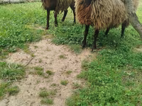 Schaf, Schafe — Foto 4