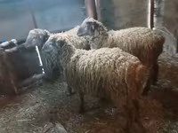 公羊, Sheep — 照片 5