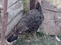Turkeys — Foto 5