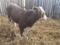 أبقار (دفعة، الجنس غير محدد), Simmental cattle — الصورة 6